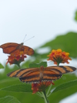 FZ007365 Butterflies.jpg